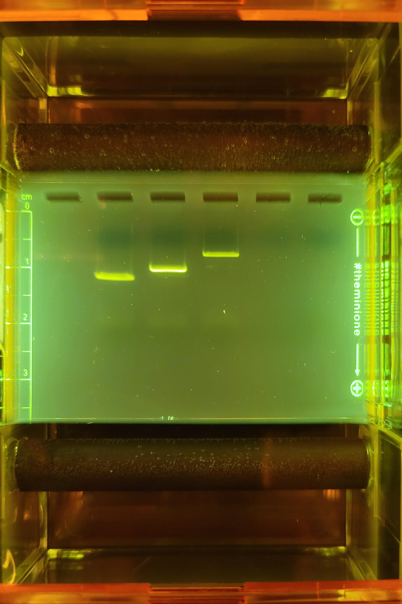 Strands of DNA, represented by lines, move through a colourful gel as part of a AP Biology lab on DNA fingerprinting